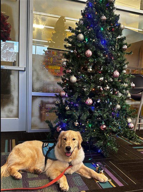 Bear-Therapy Dog